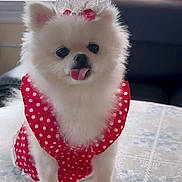 Hanni is registered to the contest to win money with this photo: dog, white_dog, fluffy, pomeranian, pet, tongue_out, red_dress, polka_dot, lace_bow, cute, adorable, indoor, table, fabric, costume, small_dog, animal, portrait, sitting, fur