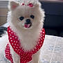dog, white_dog, fluffy, pomeranian, pet, tongue_out, red_dress, polka_dot, lace_bow, cute, adorable, indoor, table, fabric, costume, small_dog, animal, portrait, sitting, fur