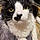 Mr Meowgi
