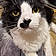 Mr Meowgi