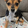 puppy, dog, toy, stuffed_animal, blanket, ears, cute, pet, animal, brown, black, white, indoor, closeup, young, small, face, nose, whiskers, sitting