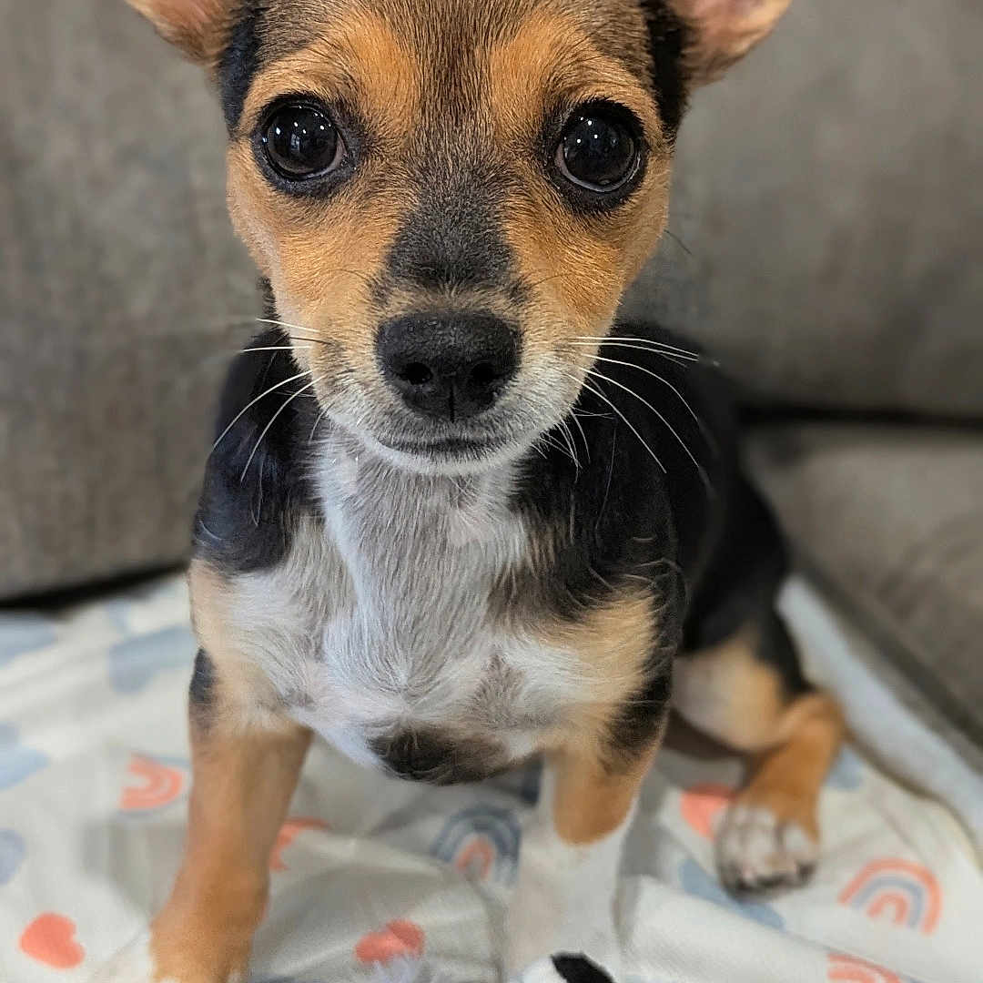 Glinda