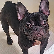 Angel joined the competition — help win amazing prizes! animal, bathroom, bathtub, black_fur, canine, close_up, curious, dog, domestic_animal, ears, face, floor, french_bulldog, fur, indoors, looking_up, pet, snout, standing, white_chest