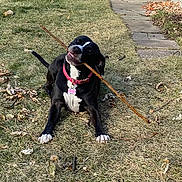 Nyx joined the competition — help win amazing prizes! dog, black_and_white, grass, stick, outdoor, yard, playful, pet, collar, animal, canine, happy, nature, leaf, path, sidewalk, chewing, tongue, fur, daylight