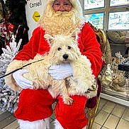 Pico a rejoint le concours — aidez-le/la à gagner de superbes lots ! beard, chair, christmas, decorations, dog, festive, floor_tiles, glasses, holiday, holiday_decor, indoor, leash, red_clothing, santa_claus, seated, smiling, tree, white_dog, white_fur, window