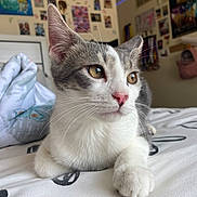 Karmel joined the competition — help win amazing prizes! cat, grey_and_white, bed, indoor, feline, pet, whiskers, pink_nose, relaxed, close_up, fur, animal, domestic, cute, young_cat, bedroom, posters, decorations, comfort, portrait