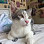 cat, grey_and_white, bed, indoor, feline, pet, whiskers, pink_nose, relaxed, close_up, fur, animal, domestic, cute, young_cat, bedroom, posters, decorations, comfort, portrait