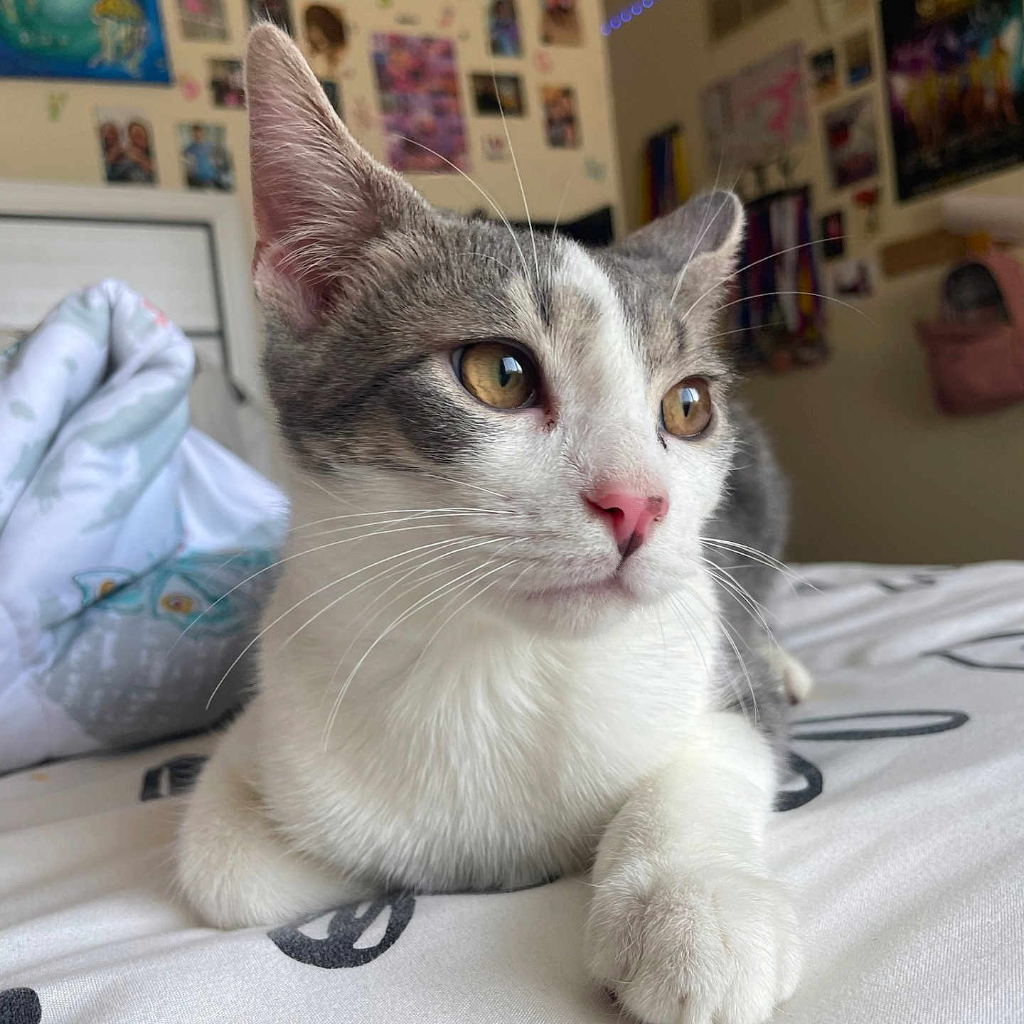 Karmel joined the competition — help win amazing prizes! animal, bed, bedroom, cat, close_up, comfort, cute, decorations, domestic, feline, fur, grey_and_white, indoor, pet, pink_nose, portrait, posters, relaxed, whiskers, young_cat