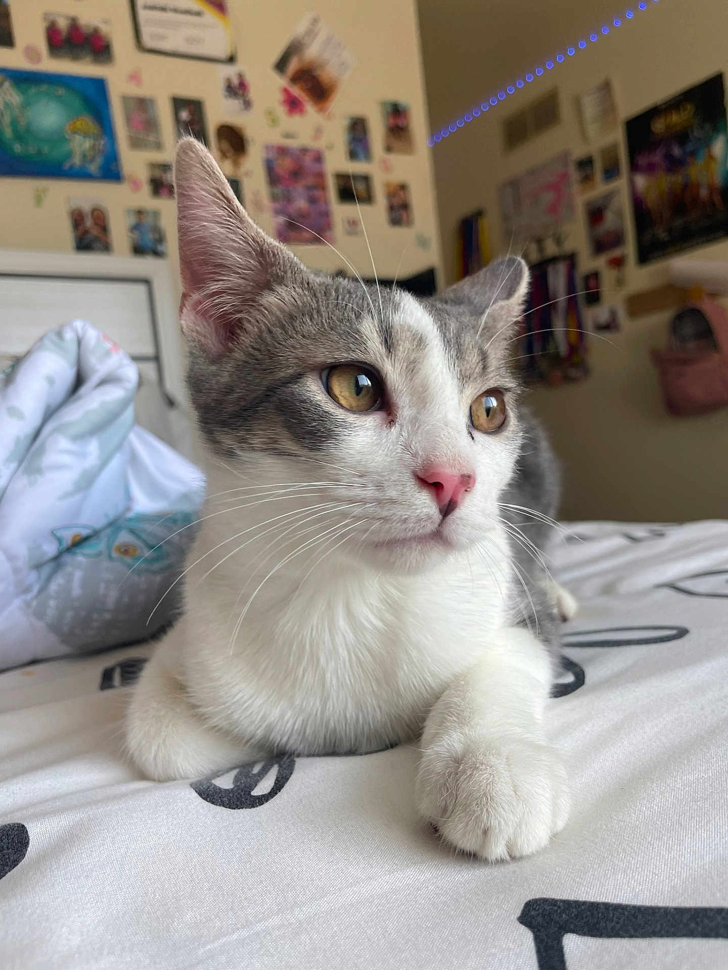 Karmel joined the competition — help win amazing prizes! cat, grey_and_white, bed, indoor, feline, pet, whiskers, pink_nose, relaxed, close_up, fur, animal, domestic, cute, young_cat, bedroom, posters, decorations, comfort, portrait