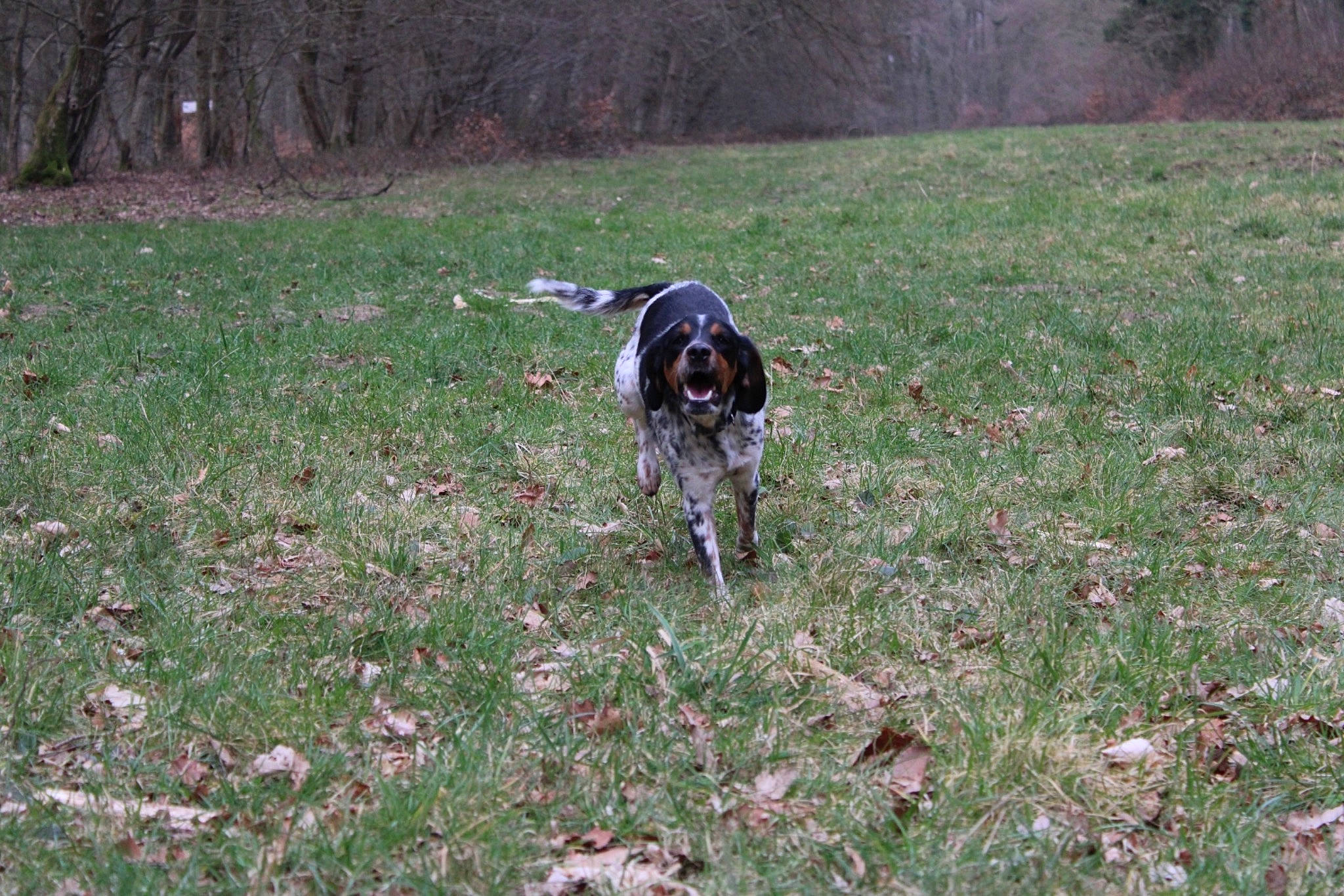 Romie participe au concours pour gagner de l'argent avec cette photo : beaglier, canidae, carnivore, companion_dog, dog, dog_breed, grass, grassland, groundcover, guard_dog, hunting_dog, mammal, plant, soil, sporting_group, tail, tree, working_animal, working_dog