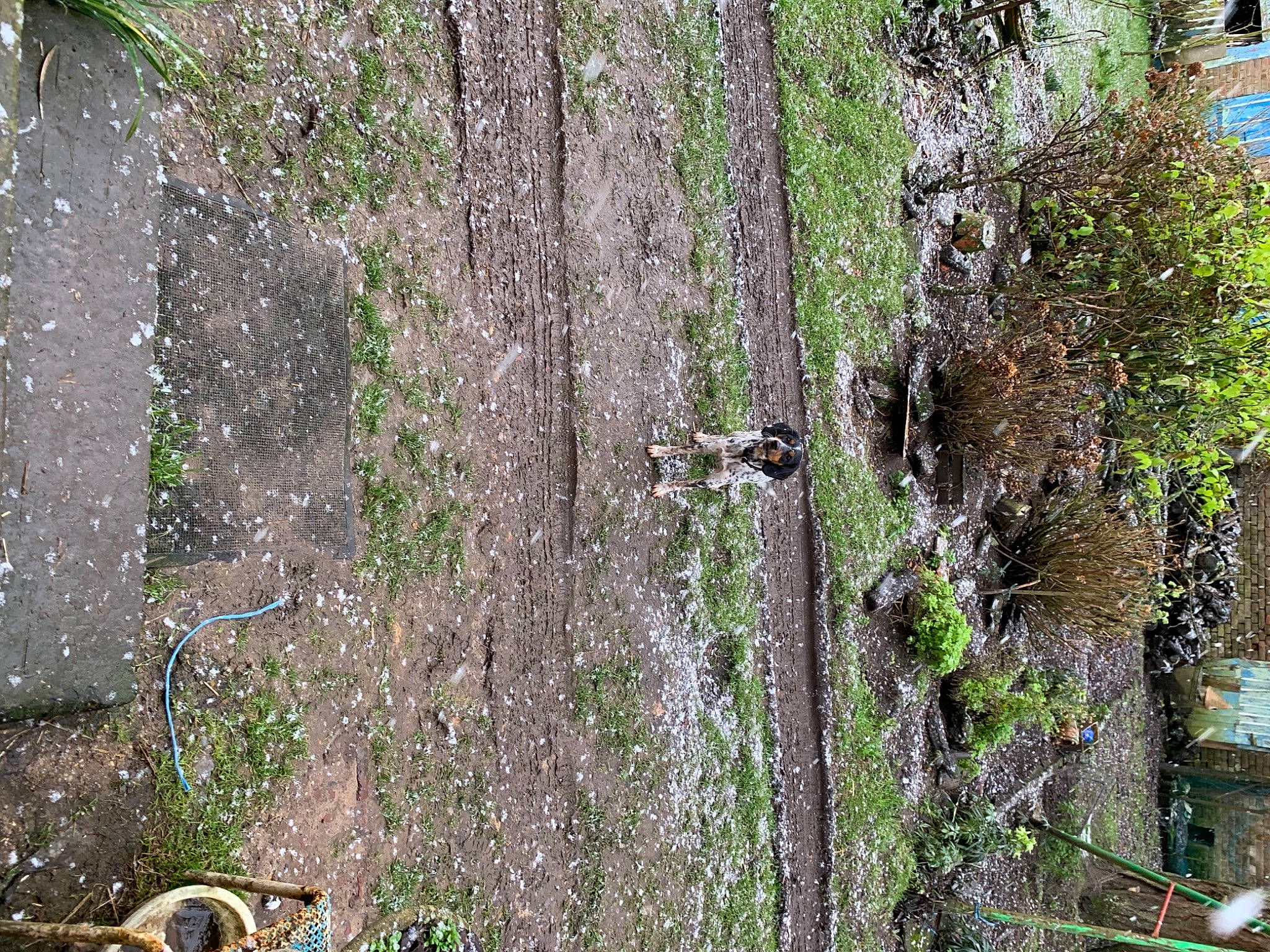 Romie a rejoint le concours — aidez-le/la à gagner de superbes lots ! bedrock, forest, grass, grass_family, groundcover, jungle, landscape, outcrop, plant, rock, shrub, soil, temperate_broadleaf_and_mixed_forest, terrestrial_plant, tree, trunk, twig, vegetation, wood, woodland