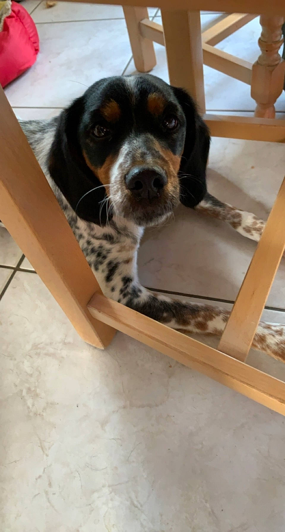 Romie a rejoint le concours — aidez-le/la à gagner de superbes lots ! carnivore, collar, comfort, companion_dog, dog, dog_breed, fawn, flooring, hardwood, metal, pet_supply, rectangle, snout, sporting_group, terrestrial_animal, whiskers, window, wood, working_animal, working_dog