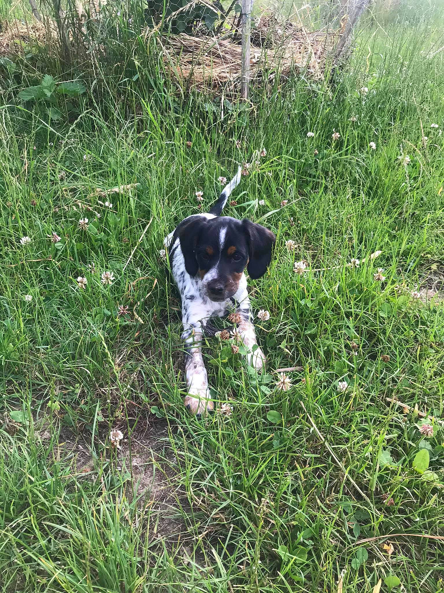 Romie participe au concours pour gagner de l'argent avec cette photo : braque_dauvergne, canidae, carnivore, dog, dog_breed, english_springer_spaniel, field_trial, french_spaniel, grass, hunting_dog, large_munsterlander, mammal, old_danish_pointer, pointer, pointing_breed, rare_breed_dog, russian_spaniel, small_munsterlander, sporting_group, stabyhoun