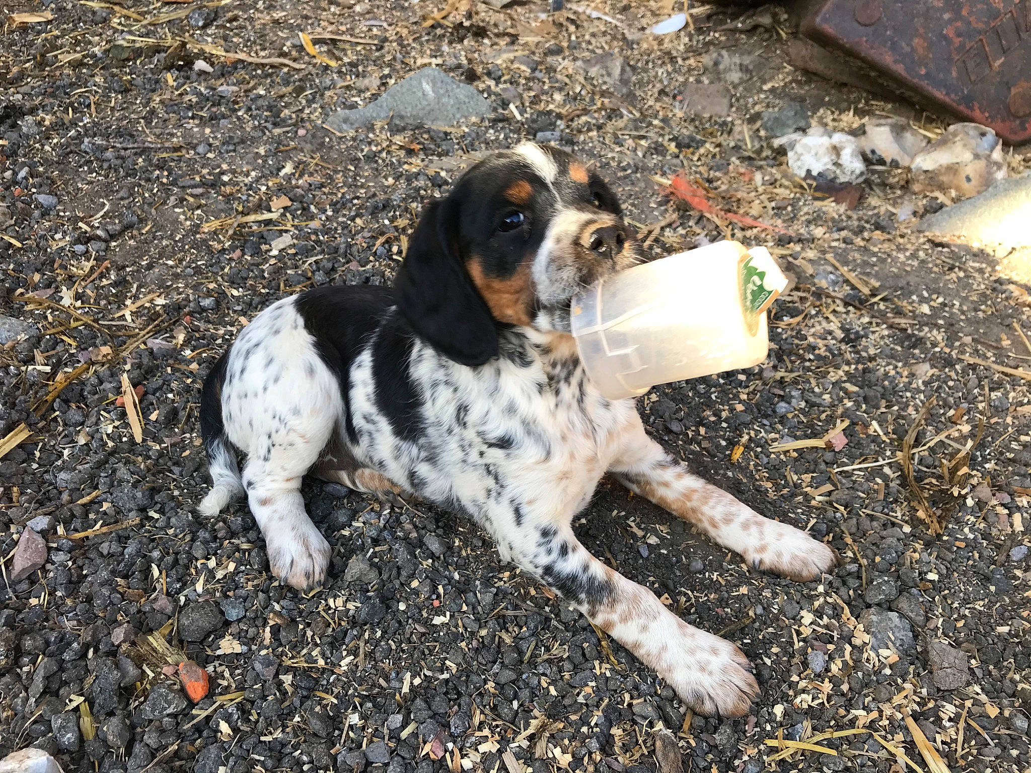 Romie a rejoint le concours — aidez-le/la à gagner de superbes lots ! bluetick_coonhound, braque_dauvergne, canidae, carnivore, dog, dog_breed, english_setter, french_spaniel, grand_bleu_de_gascogne, hunting_dog, mammal, old_danish_pointer, pachon_navarro, rare_breed_dog, sporting_group, vertebrate