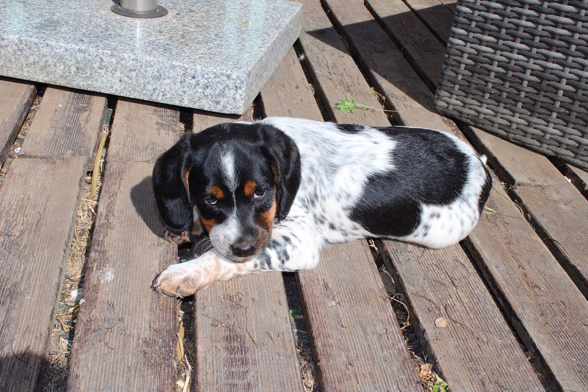 Romie a rejoint le concours — aidez-le/la à gagner de superbes lots ! bluetick_coonhound, braque_dauvergne, canidae, carnivore, companion_dog, coonhound, dog, dog_breed, mammal, puppy, rare_breed_dog, sporting_group, vertebrate