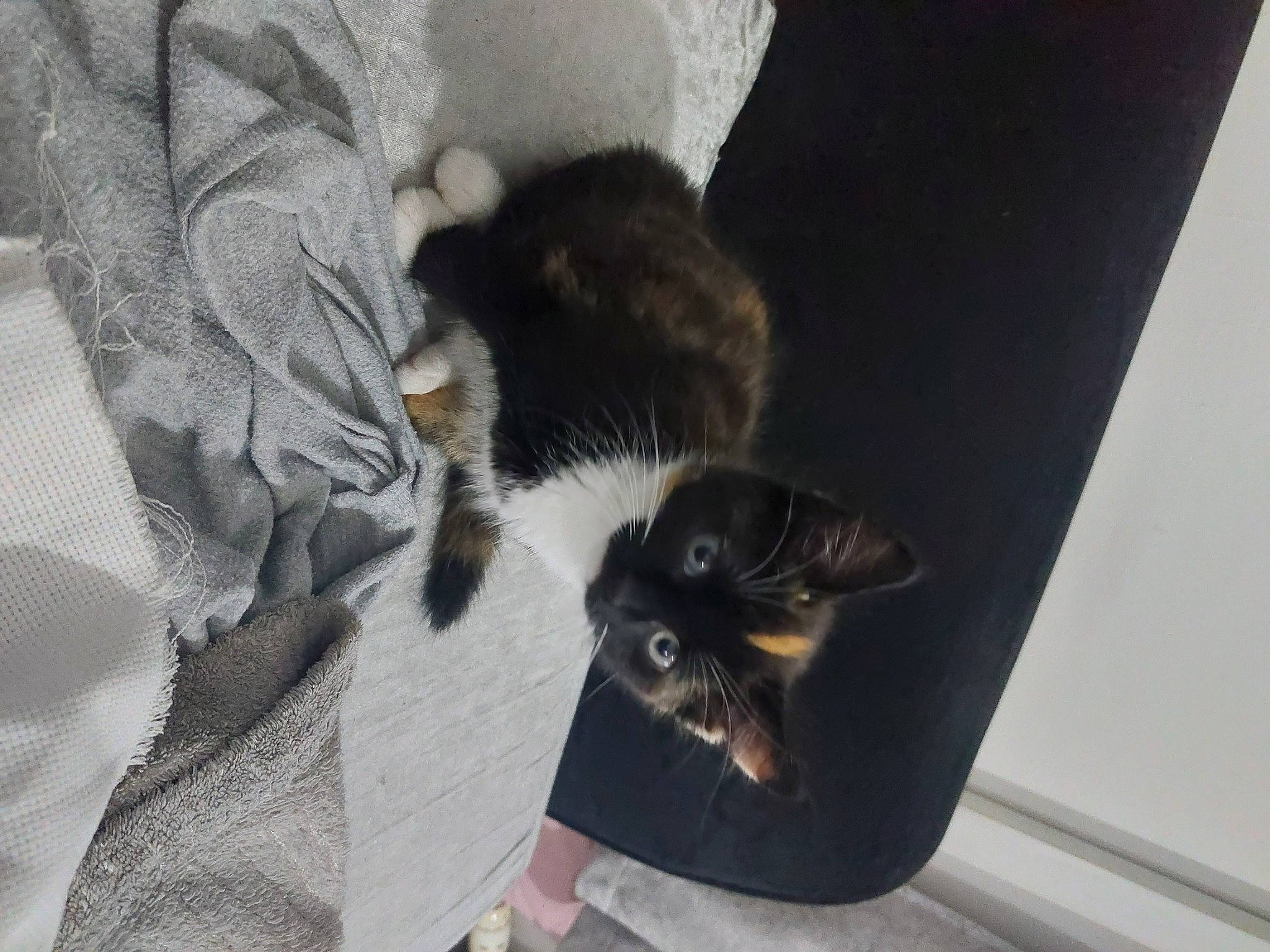 Floki is registered to the contest to win money with this photo: black_cat, bombay, carnivore, cat, claw, comfort, domestic_short_haired_cat, felidae, fur, grey, hardwood, paw, room, small_to_medium_sized_cats, tail, whiskers