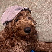 Hazel joined the competition — help win amazing prizes! brown_dog, closeup, curly_fur, dog, doodle, eyes, flat_cap, fur, hat, indoor, nose, patterned_sofa, paws, pet, phone_screenshot, photos_app, portrait, sofa, status_bar, thumbnail_strip