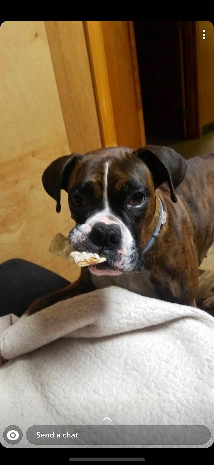 Bailey is registered to the contest to win money with this photo: bored, boston_terrier, boxer, canidae, carnivore, collar, comfort, companion_dog, dog, dog_breed, fawn, hardwood, non_sporting_group, puppy, snout, sporting_group, terrestrial_animal, whiskers, working_animal, working_dog