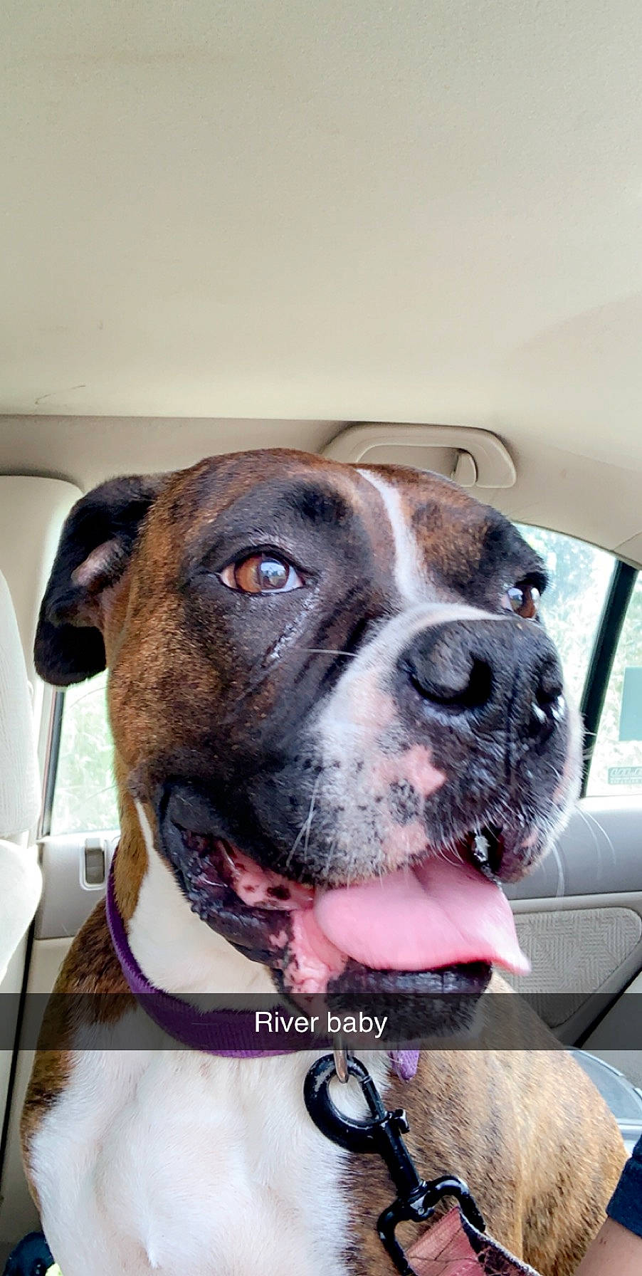 Bailey joined the competition — help win amazing prizes! boxer, canidae, carnivore, collar, companion_dog, dog, dog_breed, dog_collar, fawn, fur, liver, non_sporting_group, pet_supply, snout, sporting_group, whiskers, window, working_animal, working_dog, wrinkle