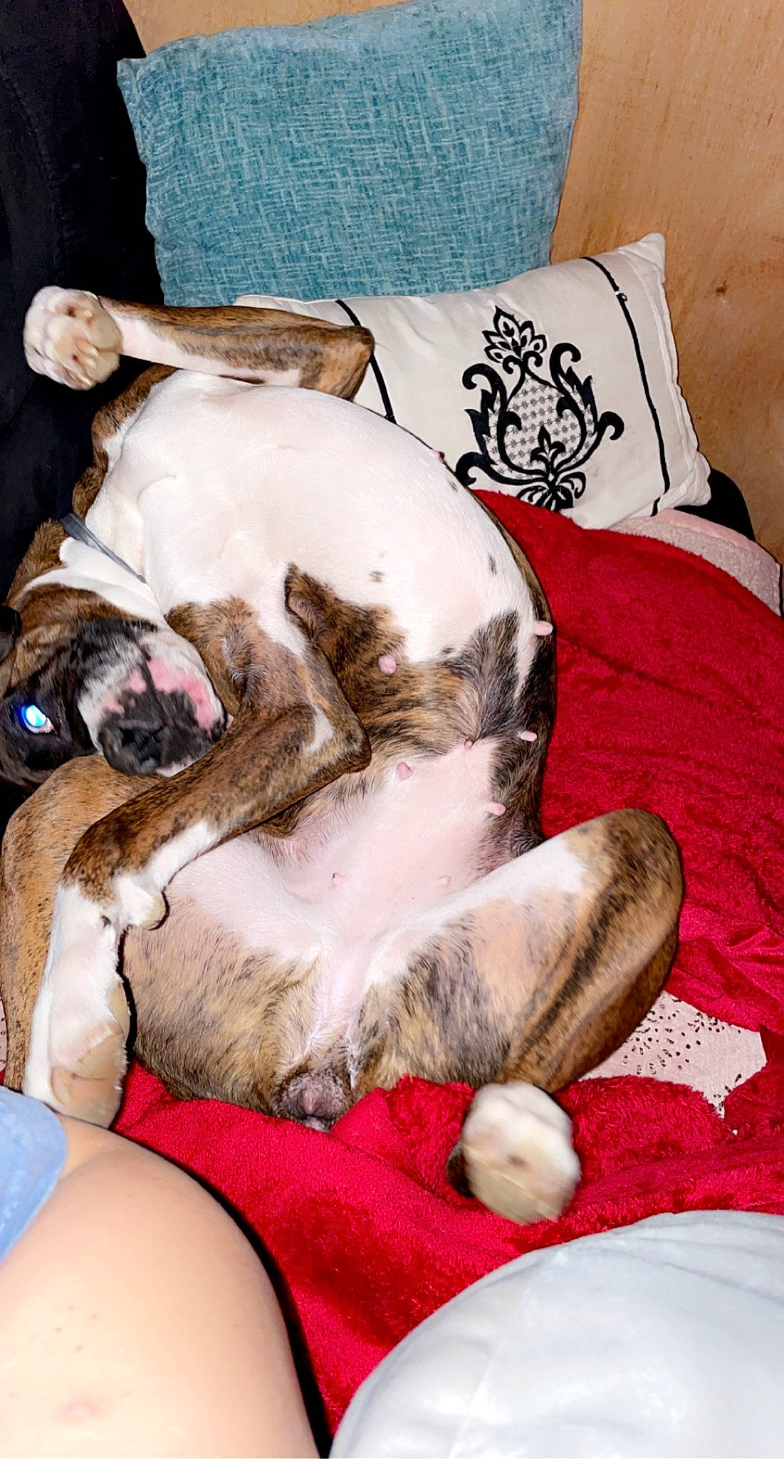 Bailey joined the competition — help win amazing prizes! bedding, carnivore, comfort, companion_dog, couch, dog, dog_breed, fawn, flesh, fur, human_leg, linens, pillow, pink, snout, sporting_group, thigh, throw_pillow, toy_dog, working_animal