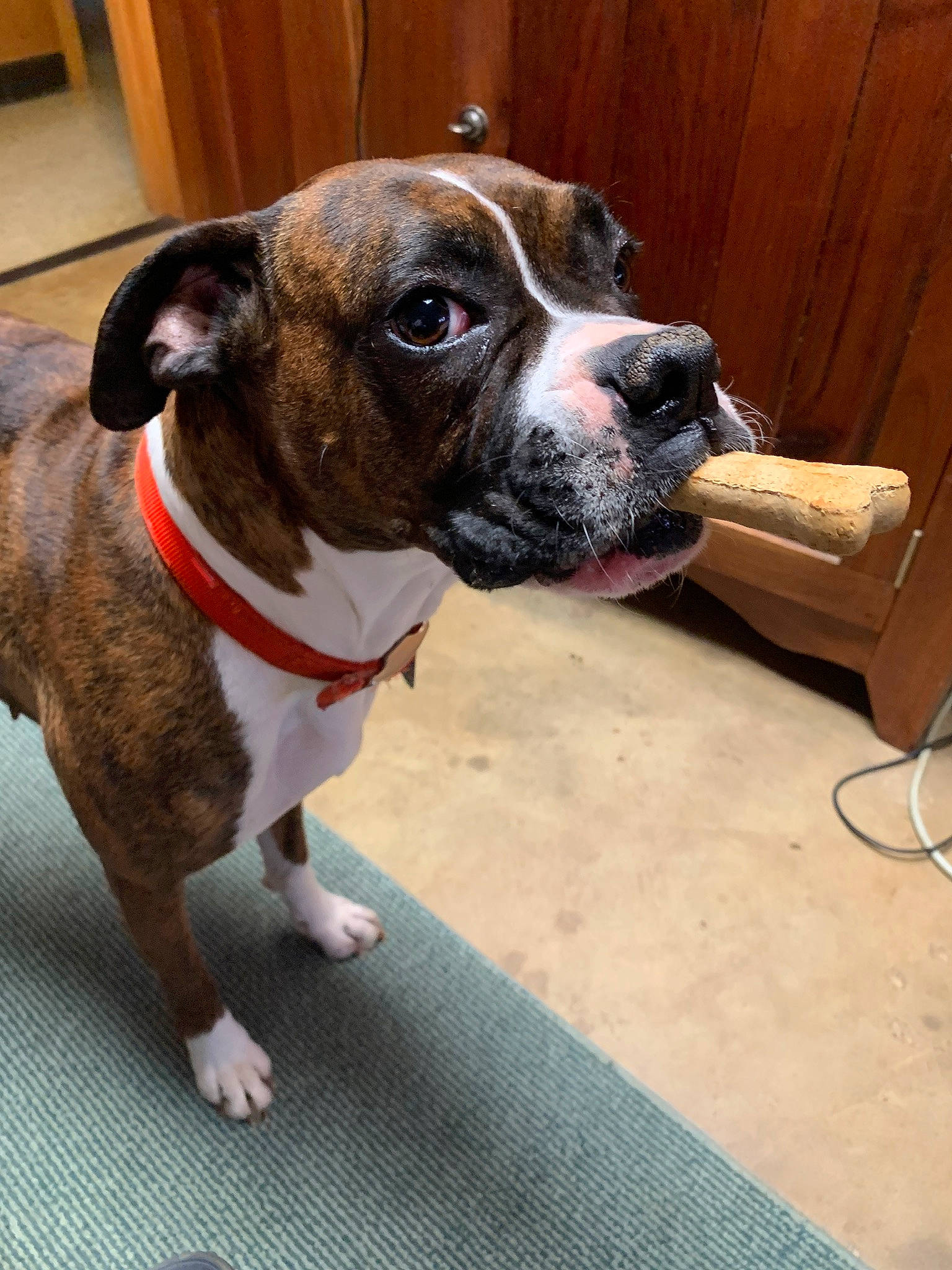 Bailey joined the competition — help win amazing prizes! cabinetry, canidae, carnivore, collar, companion_dog, dog, dog_breed, dog_collar, fawn, flooring, hardwood, pet_supply, shipping_box, snout, sporting_group, whiskers, wood, working_animal, working_dog, wrinkle