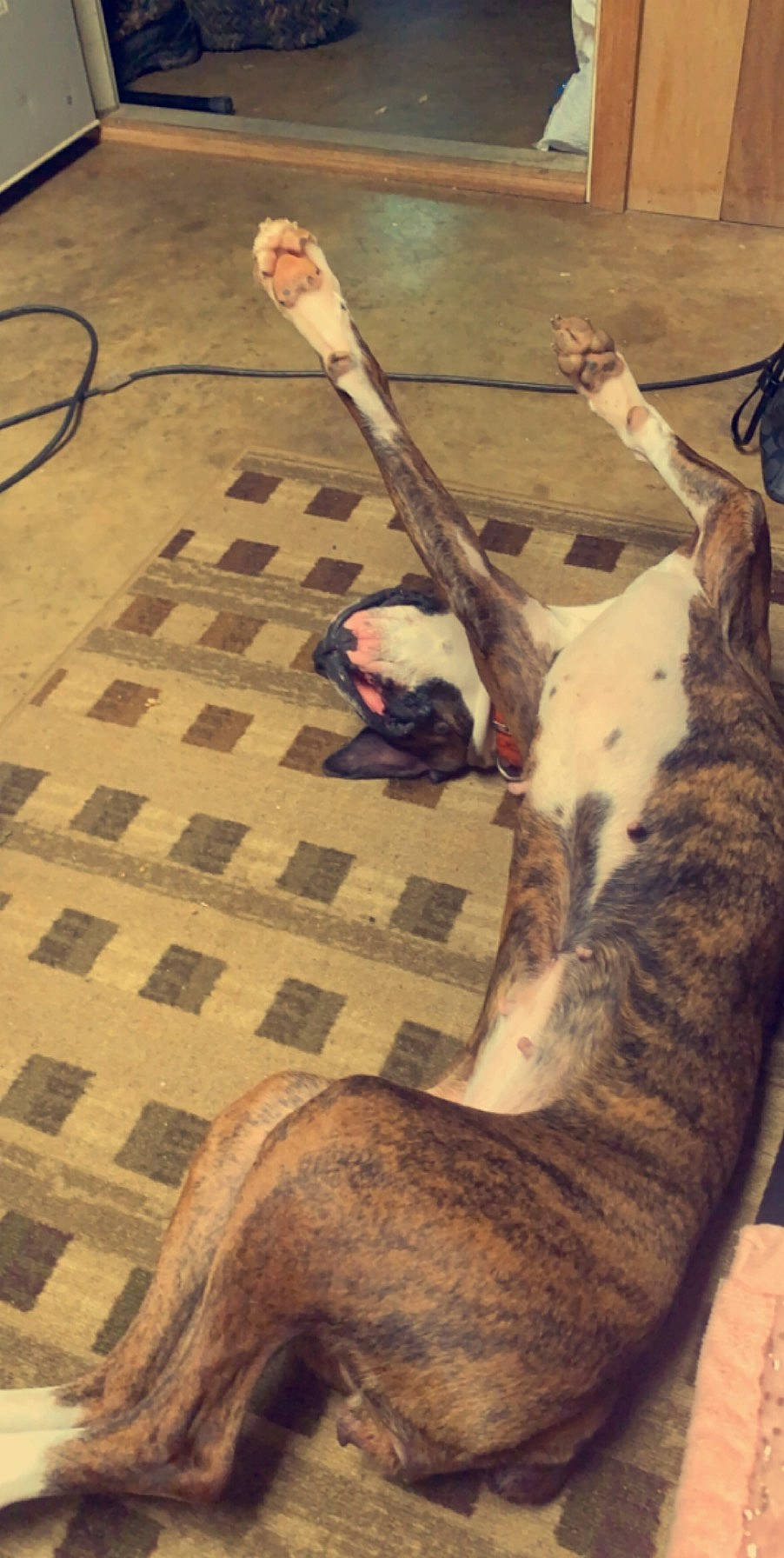 Bailey is registered to the contest to win money with this photo: carnivore, cloud, comfort, companion_dog, dalmatian, dog, dog_breed, fawn, felidae, floor, flooring, fur, hardwood, human_leg, small_to_medium_sized_cats, snout, tail, terrestrial_animal, whiskers, wood