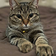 Pepper joined the competition — help win amazing prizes! cat, tabby, pet, animal, feline, close_up, paws, collar, indoor, bed, fur, whiskers, ears, relaxed, cute, domestic, mammal, portrait, soft, brown