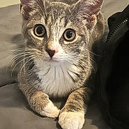 Stella joined the competition — help win amazing prizes! kitten, cat, tabby, pet, animal, feline, whiskers, paw, cute, indoor, resting, gray, white, young, closeup, portrait, eyes, fur, curious, domestic_cat