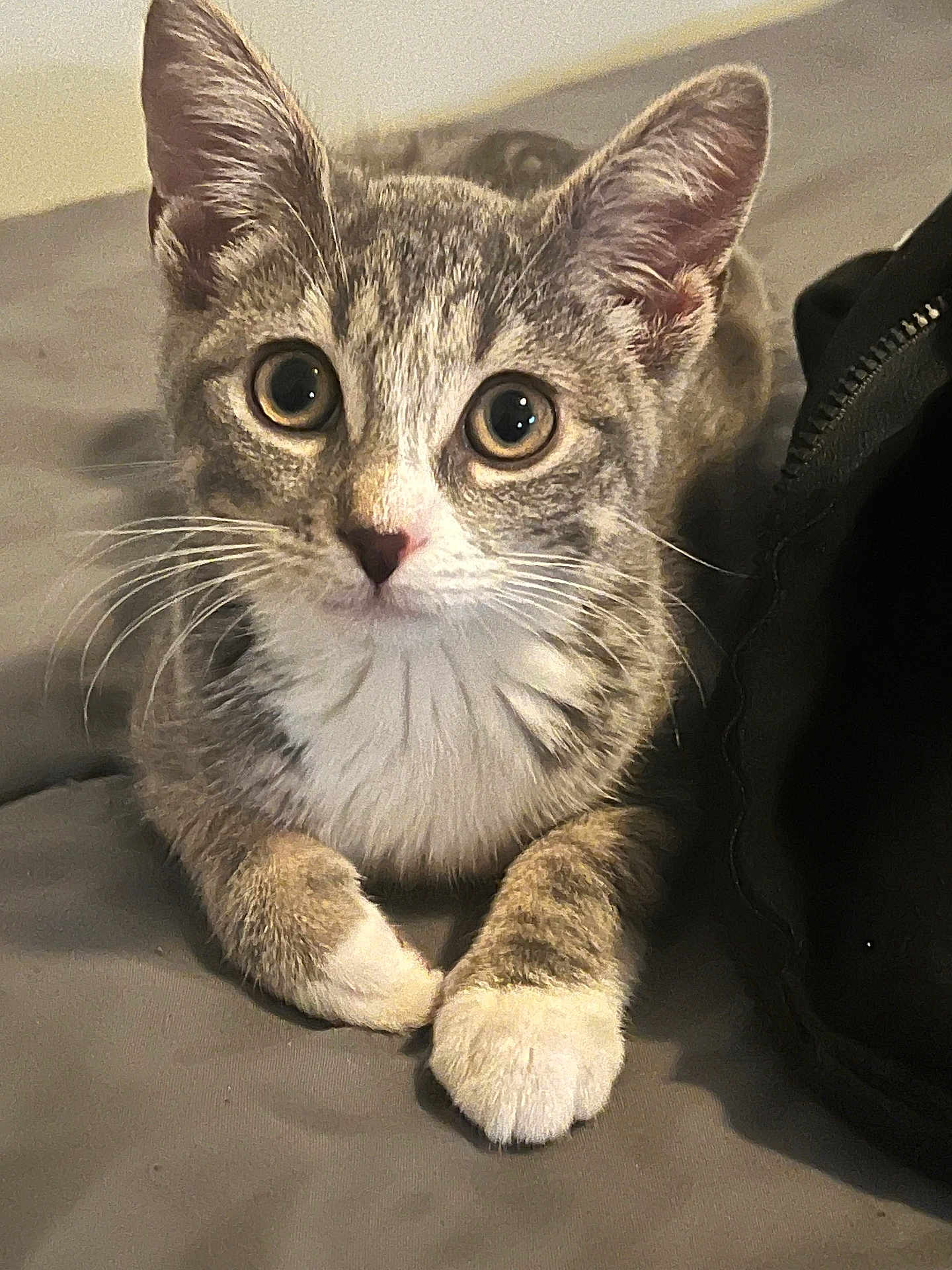 Stella