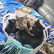 Angel Marie Rose is registered to the contest to win money with this photo: cat, kitten, tabby_cat, black_cat, laundry_basket, blanket, clothes, backpack, indoor, pet, animal, resting, cute, feline, cozy, sleeping, domestic, household, friendship, relaxing