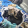 cat, kitten, tabby_cat, black_cat, laundry_basket, blanket, clothes, backpack, indoor, pet, animal, resting, cute, feline, cozy, sleeping, domestic, household, friendship, relaxing