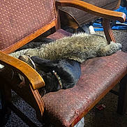 Shadow Yoda Edward is registered to the contest to win money with this photo: cat, tabby_cat, black_cat, sleeping, chair, wooden_chair, vintage_furniture, indoor, pet, collar, fur, cozy, resting, napping, carpet, home, relaxation, animal, feline, furniture