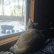 Malia Fea joined the competition — help win amazing prizes! cat, window, snow, winter, indoor, animal, pet, feline, blanket, wood, nature, trees, wheelbarrow, cold, relaxing, cozy, looking, daylight, quiet, home