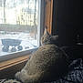 cat, window, snow, winter, indoor, animal, pet, feline, blanket, wood, nature, trees, wheelbarrow, cold, relaxing, cozy, looking, daylight, quiet, home