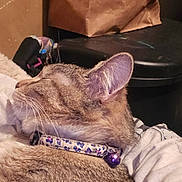 Malia Fea is registered to the contest to win money with this photo: bell, blanket, camera_watermark, cat, close_up, collar, couch, domestic, ear, fur, indoor, padded_surface, paper_bag, pet, portrait, resting, sleeping_cat, soft_lighting, trash_can, whiskers