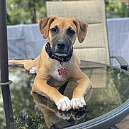 Cagney is registered to the contest to win money with this photo: dog, puppy, glass_table, reflection, outdoor, greenery, chair, collar, pet_tag, brown_fur, white_paws, relaxing, focus, nature, sunlight, animal, domestic_animal, portrait, canine, table