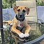 dog, puppy, glass_table, reflection, outdoor, greenery, chair, collar, pet_tag, brown_fur, white_paws, relaxing, focus, nature, sunlight, animal, domestic_animal, portrait, canine, table