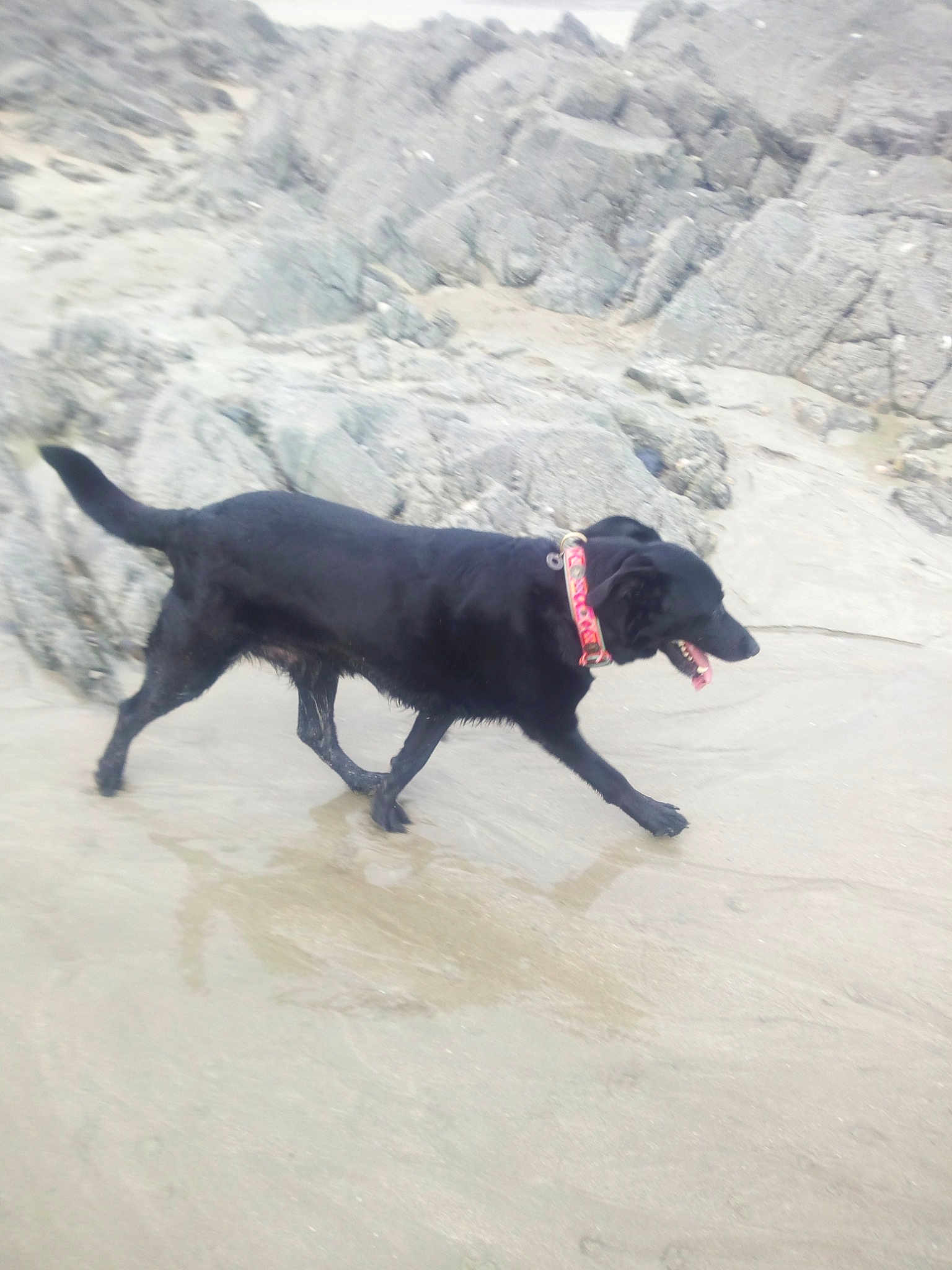 Dixie