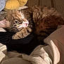 animal, blanket, cat, clothing, comfort, cozy, cute, domestic_animal, feline, fur, indoor, nap, pet, relaxed, resting, sleeping, soft, tabby, warm_light, whiskers