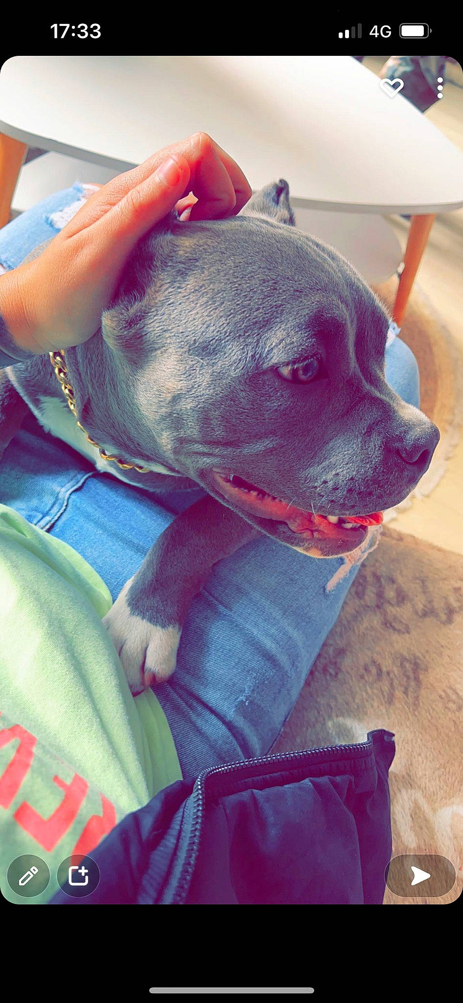 Neska a rejoint le concours — aidez-le/la à gagner de superbes lots ! automotive_tire, carnivore, collar, comfort, companion_dog, dog, dog_breed, dog_clothes, dog_collar, electric_blue, fawn, flooring, leash, magenta, personal_protective_equipment, red, selfie, snout, sporting_group, working_animal