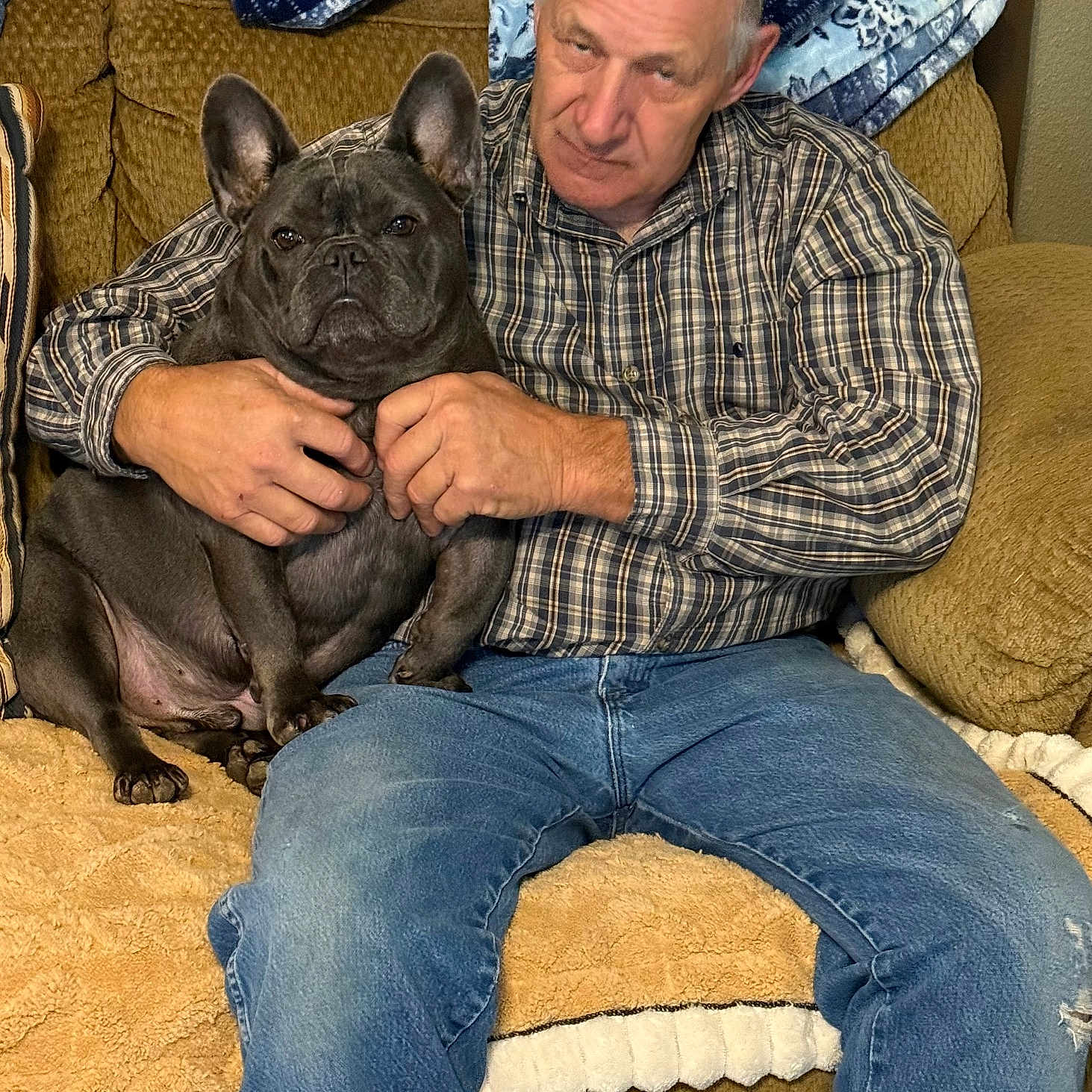 Dright joined the competition — help win amazing prizes! blanket, blue, brown, canine, casual, couch, dog, face, french_bulldog, furniture, hands, human, indoor, jeans, man, middle_aged, pattern, pet, plaid_shirt, seated