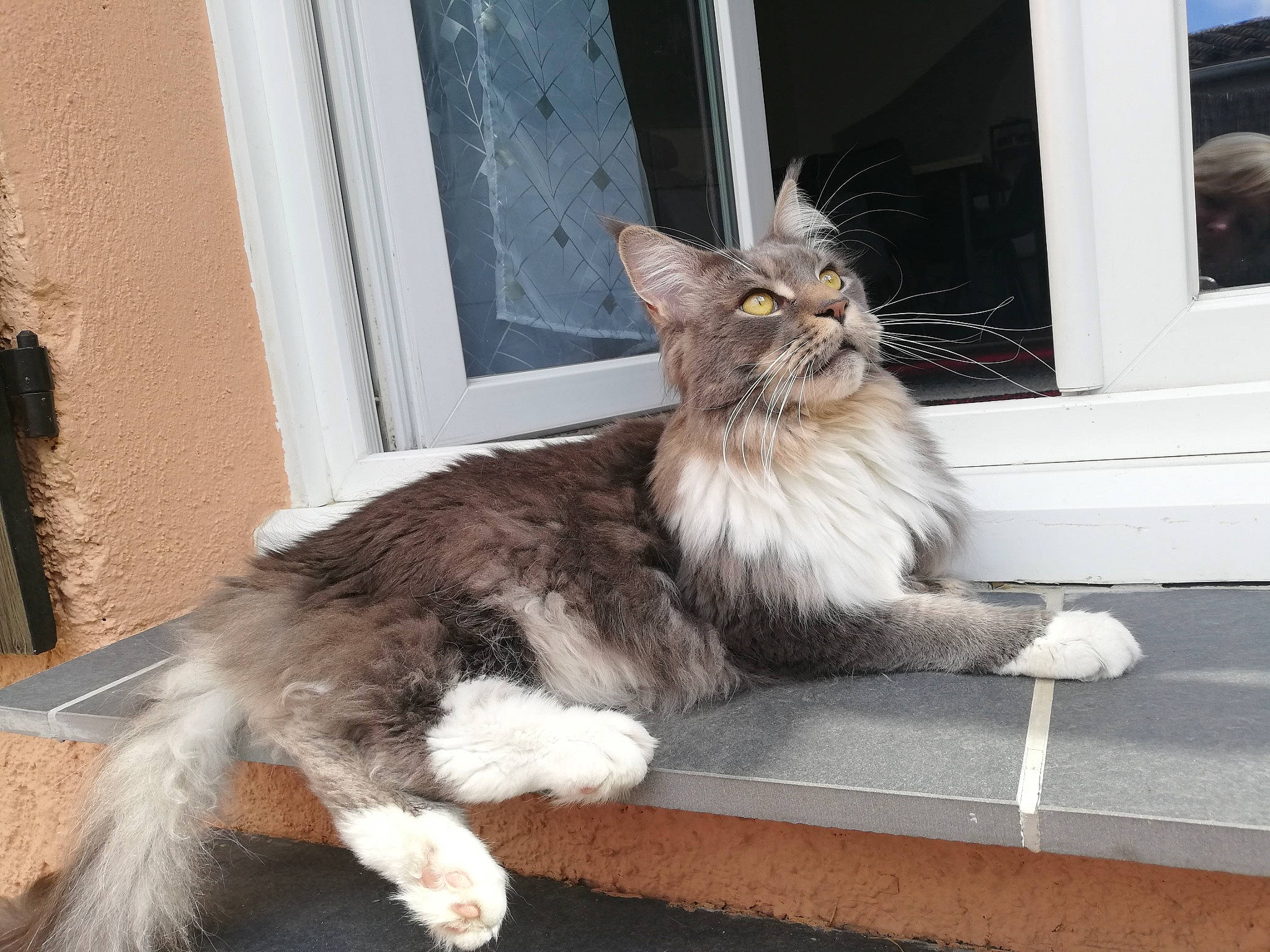 Kaya a rejoint le concours — aidez-le/la à gagner de superbes lots ! carnivore, cat, claw, comfort, domestic_short_haired_cat, fawn, felidae, fur, maine_coon, paw, plant, sitting, small_to_medium_sized_cats, snout, tail, terrestrial_animal, whiskers, window