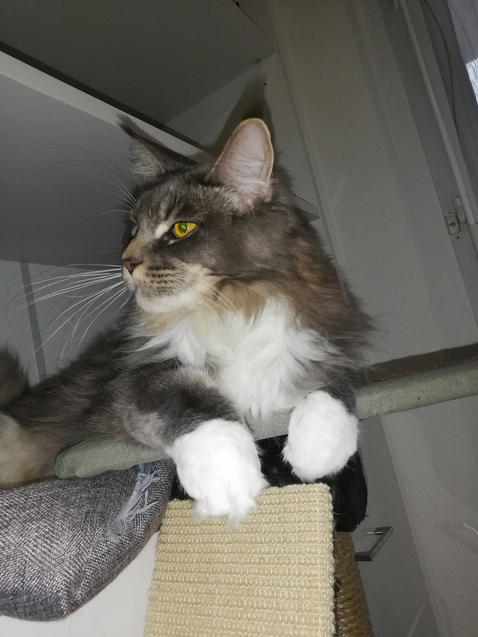 Kaya participe au concours pour gagner de l'argent avec cette photo : box, carnivore, cat, cat_supply, chair, claw, comfort, domestic_short_haired_cat, fawn, felidae, fur, grey, lap, paw, sitting, small_to_medium_sized_cats, snout, tail, whiskers, wood