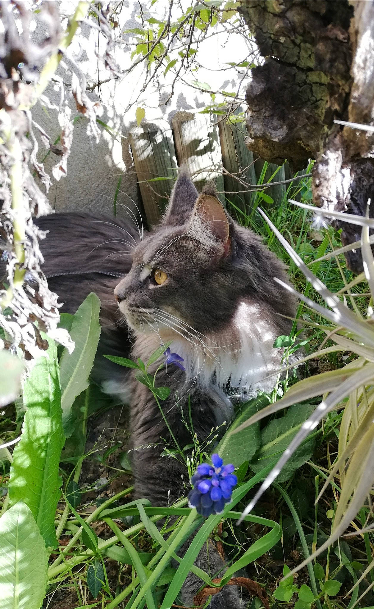 Kaya a rejoint le concours — aidez-le/la à gagner de superbes lots ! botany, carnivore, cat, electric_blue, eye, fawn, felidae, flower, flowering_plant, fur, grass, grass_family, groundcover, herbaceous_plant, plant, small_to_medium_sized_cats, snout, tail, terrestrial_plant, whiskers