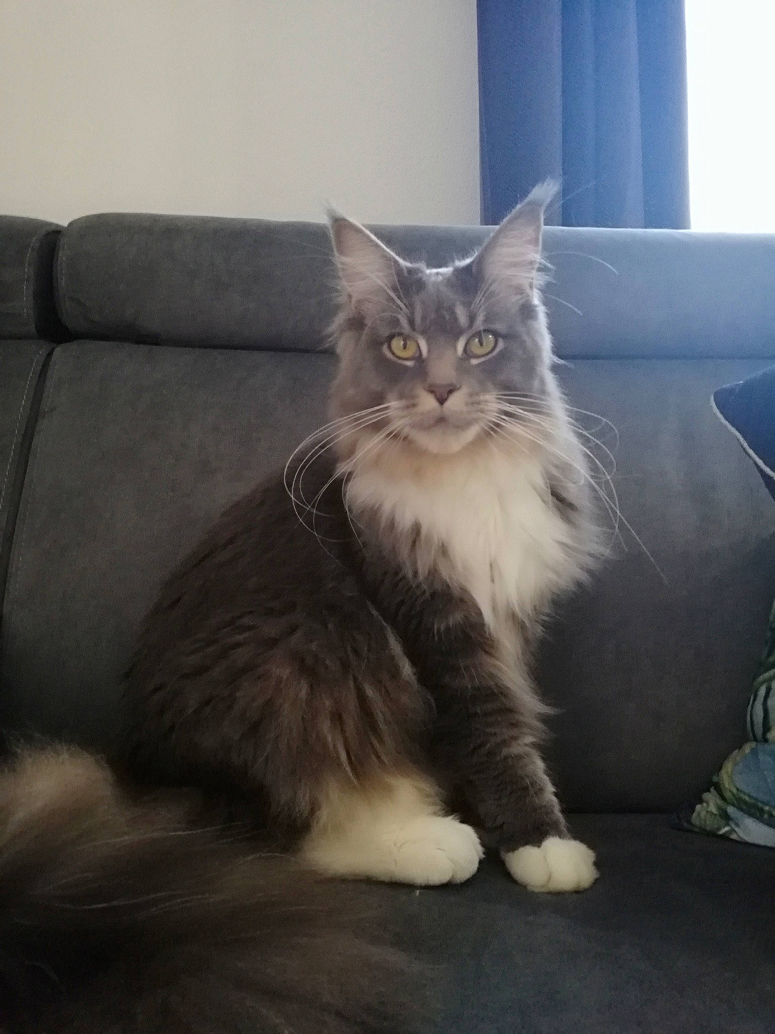 Kaya a rejoint le concours — aidez-le/la à gagner de superbes lots ! british_longhair, carnivore, cat, claw, comfort, couch, domestic_short_haired_cat, felidae, flooring, fur, grey, maine_coon, paw, small_to_medium_sized_cats, snout, street_light, tail, terrestrial_animal, whiskers, window