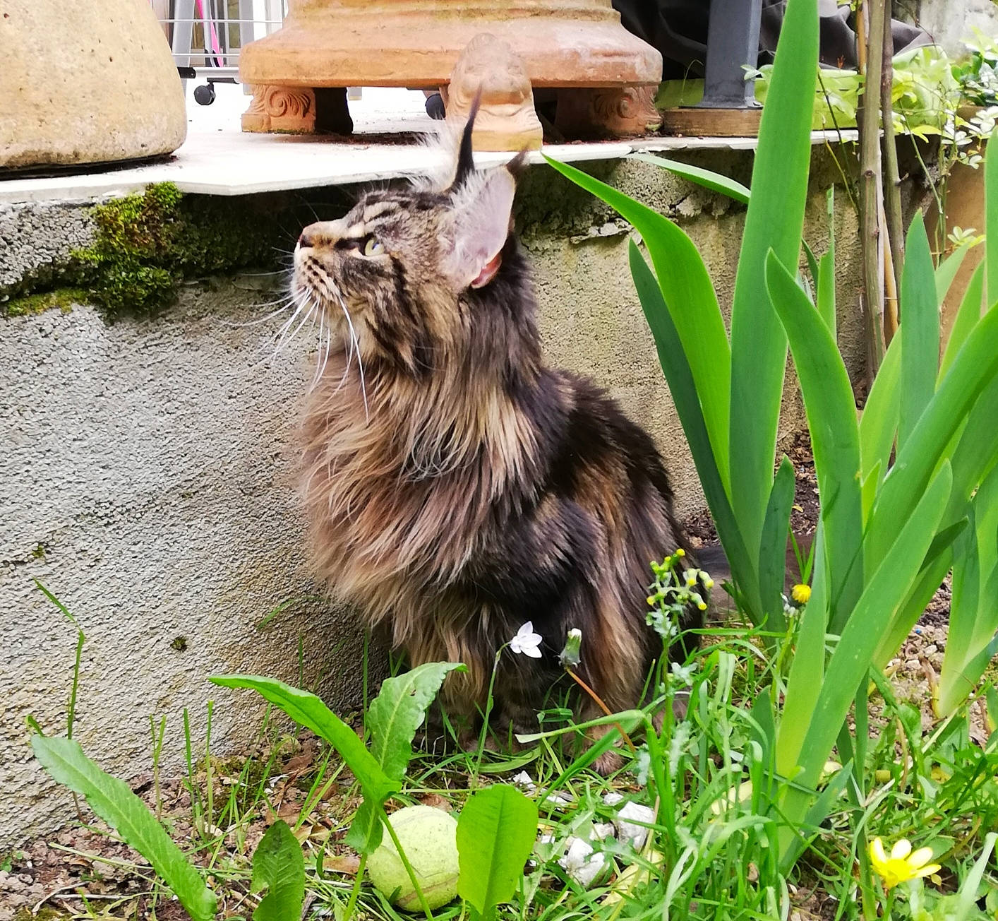 Régliss participe au concours pour gagner de l'argent avec cette photo : canidae, carnivore, cat, dog_breed, domestic_short_haired_cat, felidae, fur, garden, grass, green, groundcover, herb, herbaceous_plant, plant, small_to_medium_sized_cats, sporting_group, tail, terrestrial_animal, terrestrial_plant, whiskers