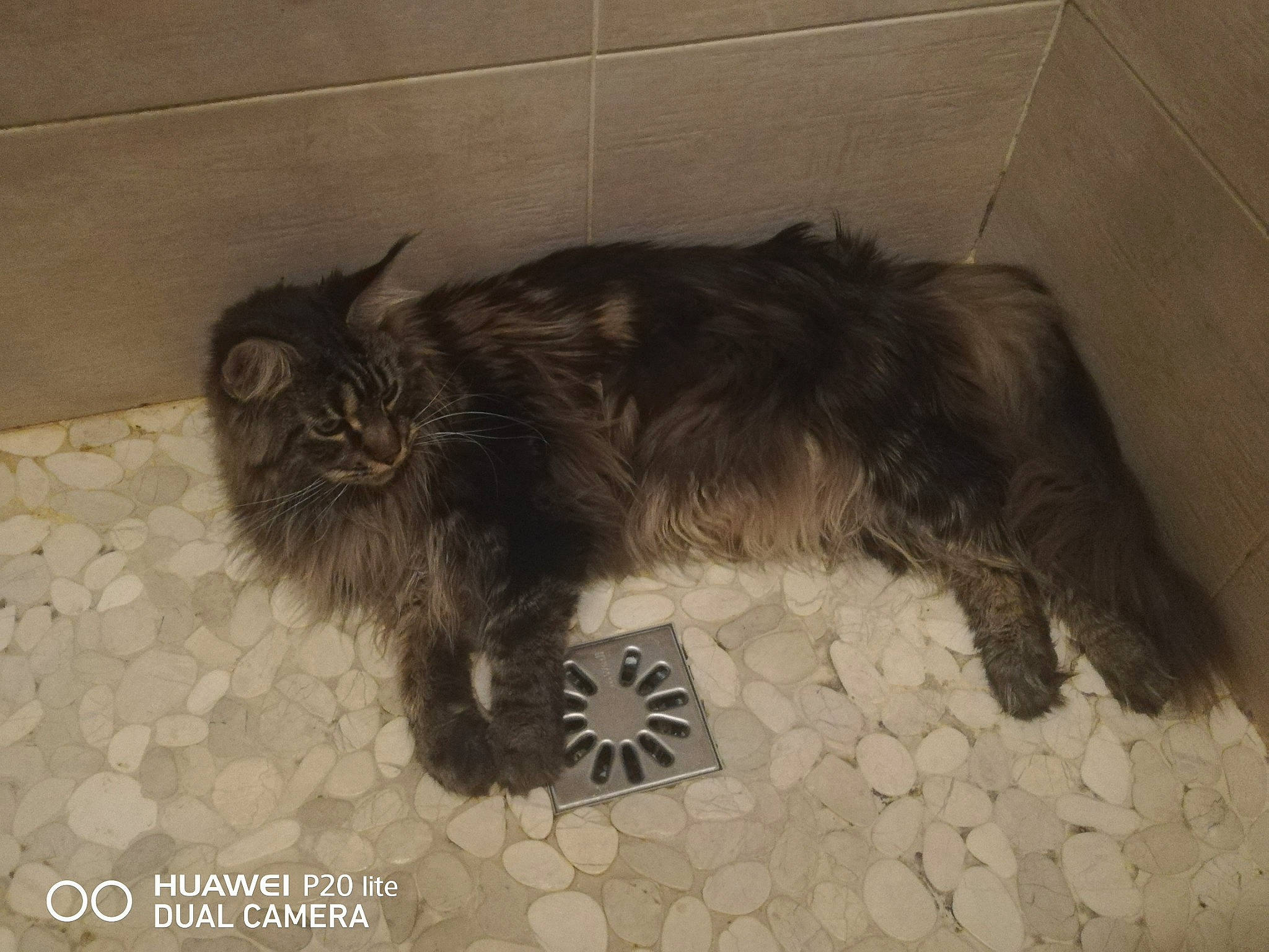 Régliss a rejoint le concours — aidez-le/la à gagner de superbes lots ! automotive_tire, canidae, carnivore, cat, claw, comfort, companion_dog, dog_breed, felidae, flooring, foot, fur, liver, paw, small_to_medium_sized_cats, sporting_group, tail, terrestrial_animal, terrier, whiskers