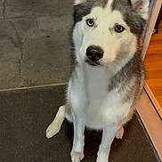 Luna joined the competition — help win amazing prizes! dog, husky, sitting, heterochromia, blue_eye, brown_eye, pet, indoor, mat, doorway, floor, wall, canine, fur, ears, paw, looking_up, portrait, animal, companion