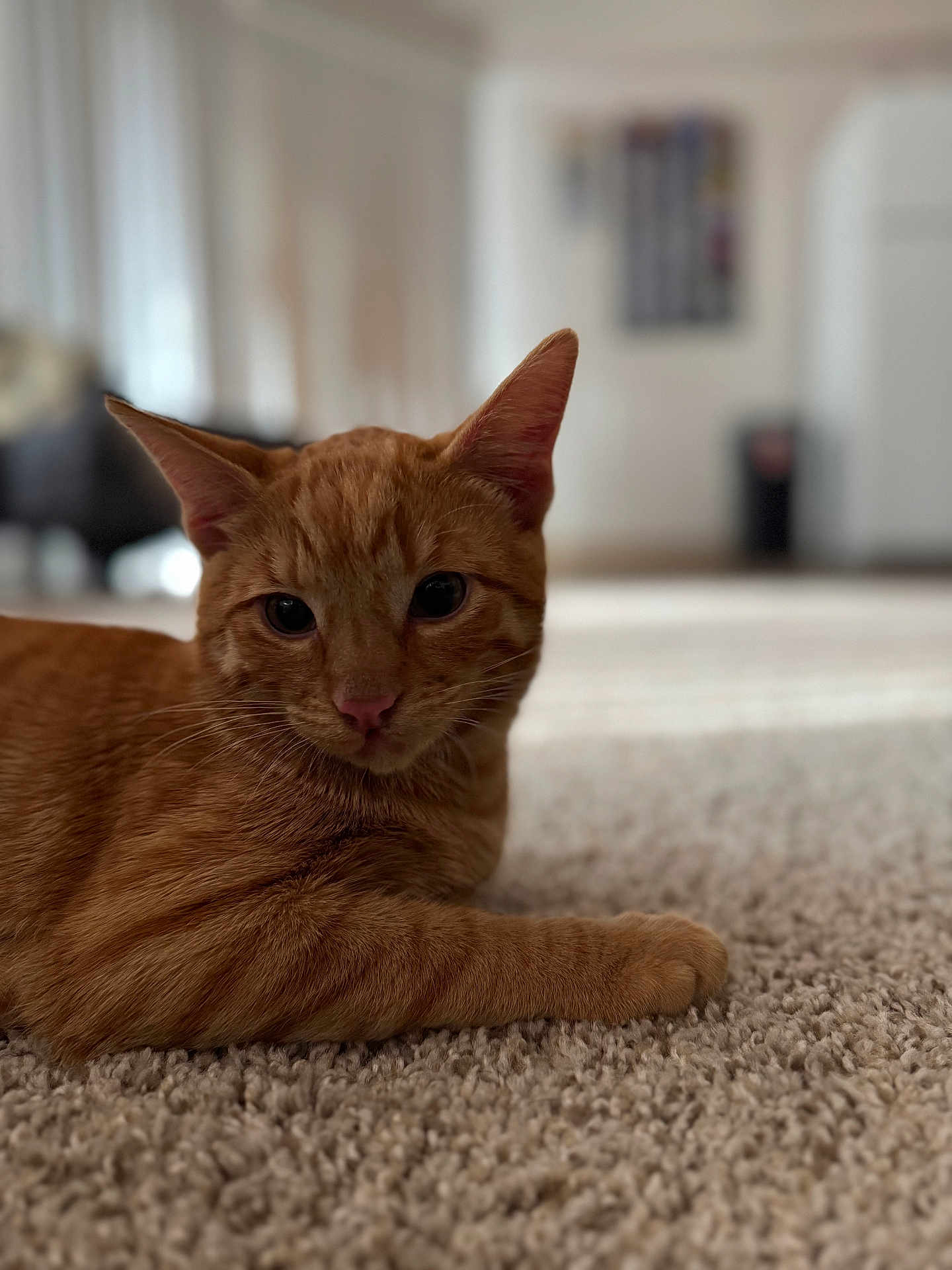 Jasper is registered to the contest to win money with this photo: cat, ginger_cat, orange_tabby, pet, indoor, carpet, portrait, closeup, whiskers, ears, paw, fur, cute, relaxed, home_interior, shallow_depth_of_field, bokeh, eye_contact, pink_nose, living_room