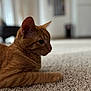 Jasper is registered to the contest to win money with this photo: cat, ginger_cat, tabby, pet, feline, ear, whiskers, carpet, indoor, portrait, closeup, shallow_depth_of_field, bokeh, domestic_animal, paw, fur, resting, cozy, living_room, floor